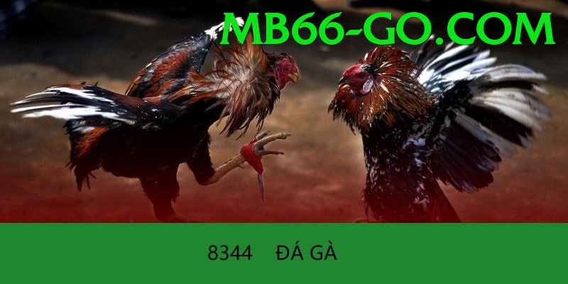 Cách Đọc Kèo Đá Gà - Thế giới ảo